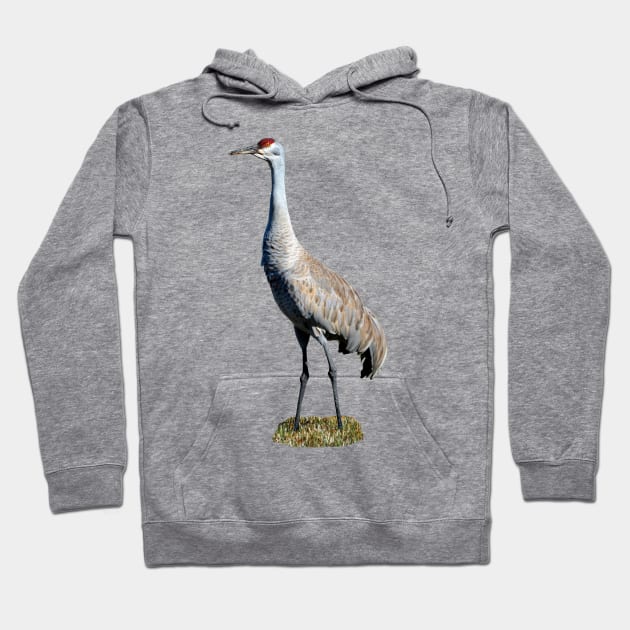 Sandhill Crane Phoot Hoodie by DeniseBruchmanPhotography